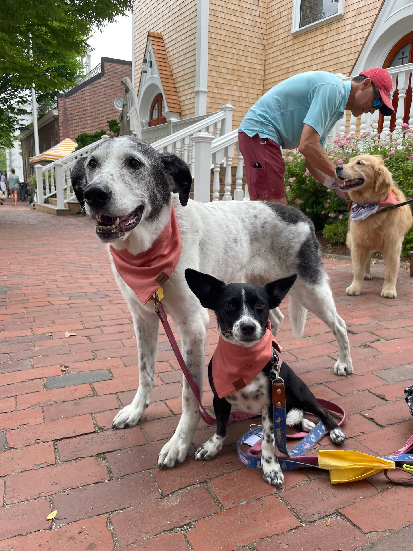 Bamboo Dog Bandana