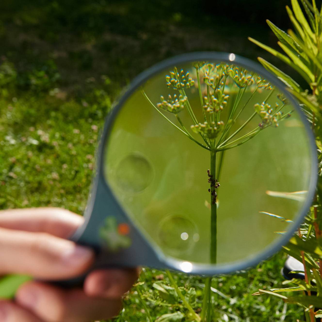 Terra Kids Magnifier